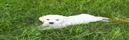 Golden Retriever dogs for sale: Birch  - Ad 2