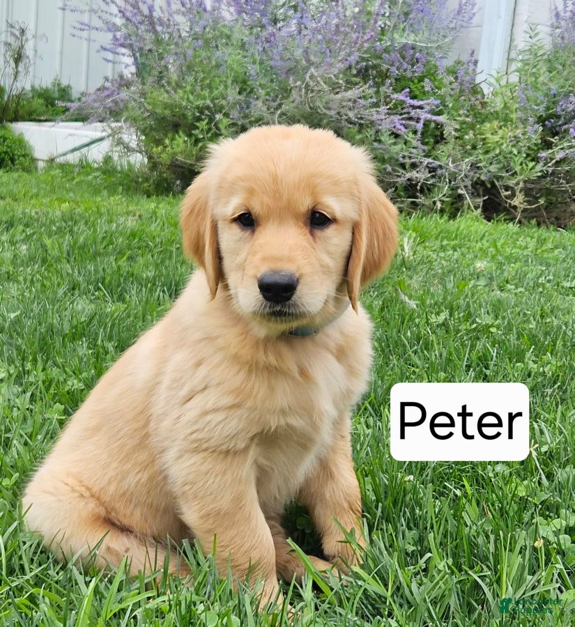 Golden Retriever dogs Peter - Ad 15
