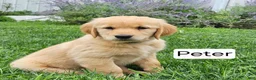 Golden Retriever dogs for sale: Peter - Ad 1