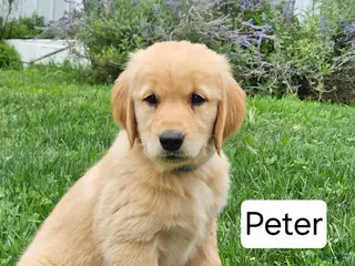 Golden Retriever dogs Peter - Ad 15