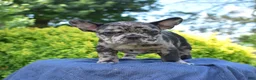 French Bulldog dogs for sale: Breeze - Ad 5