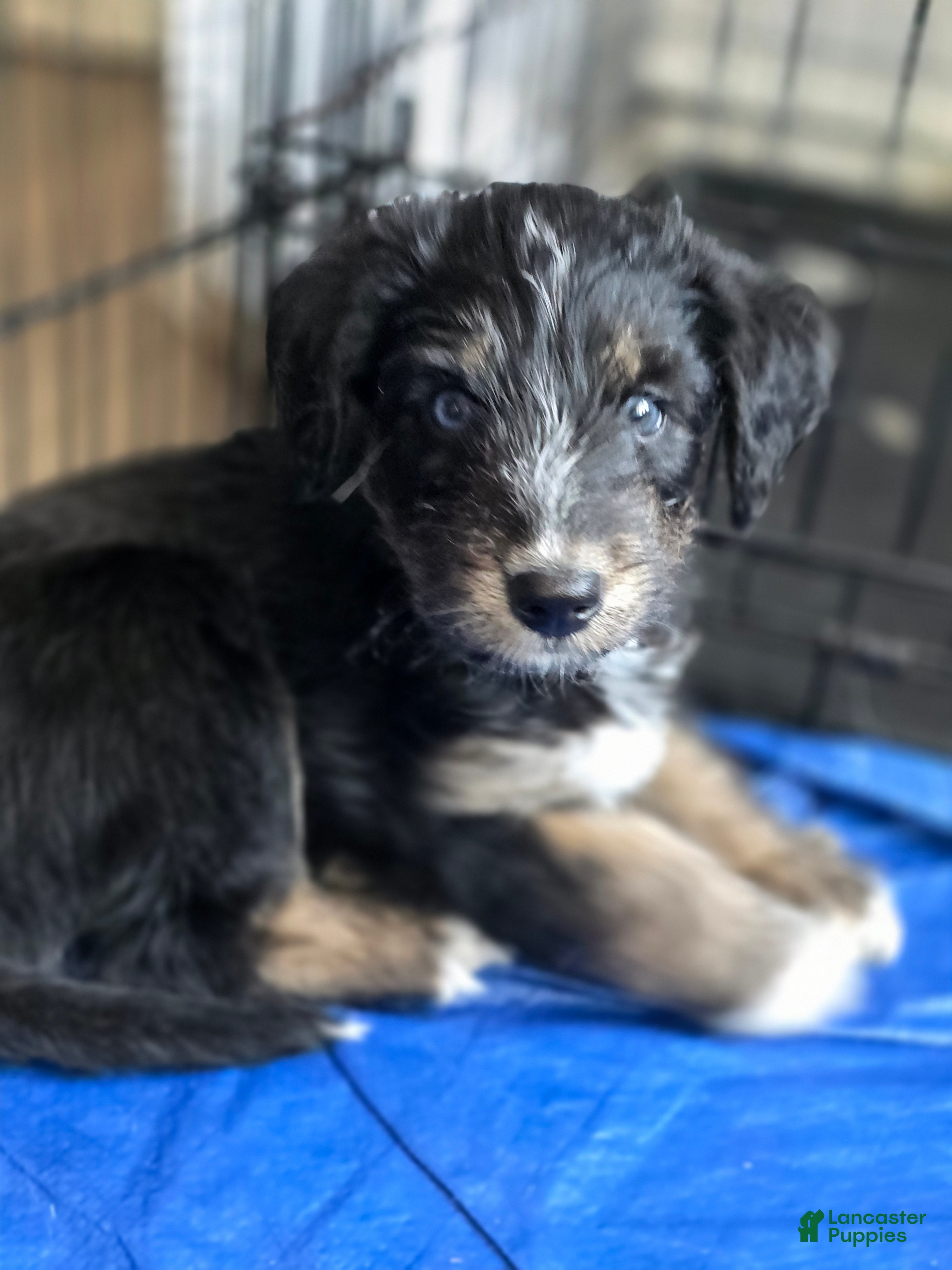 Huskipoo dogs Raja - Ad 1