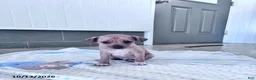Chihuahua dogs for sale: Butterscotch - Ad 8