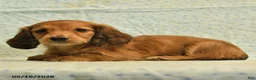 Dachshund dogs for sale: Scotty - Ad 4