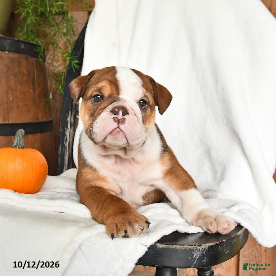 English Bulldog dogs Clyde - Ad 2