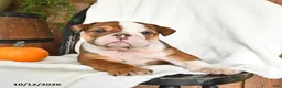 English Bulldog dogs for sale: Clyde - Ad 2