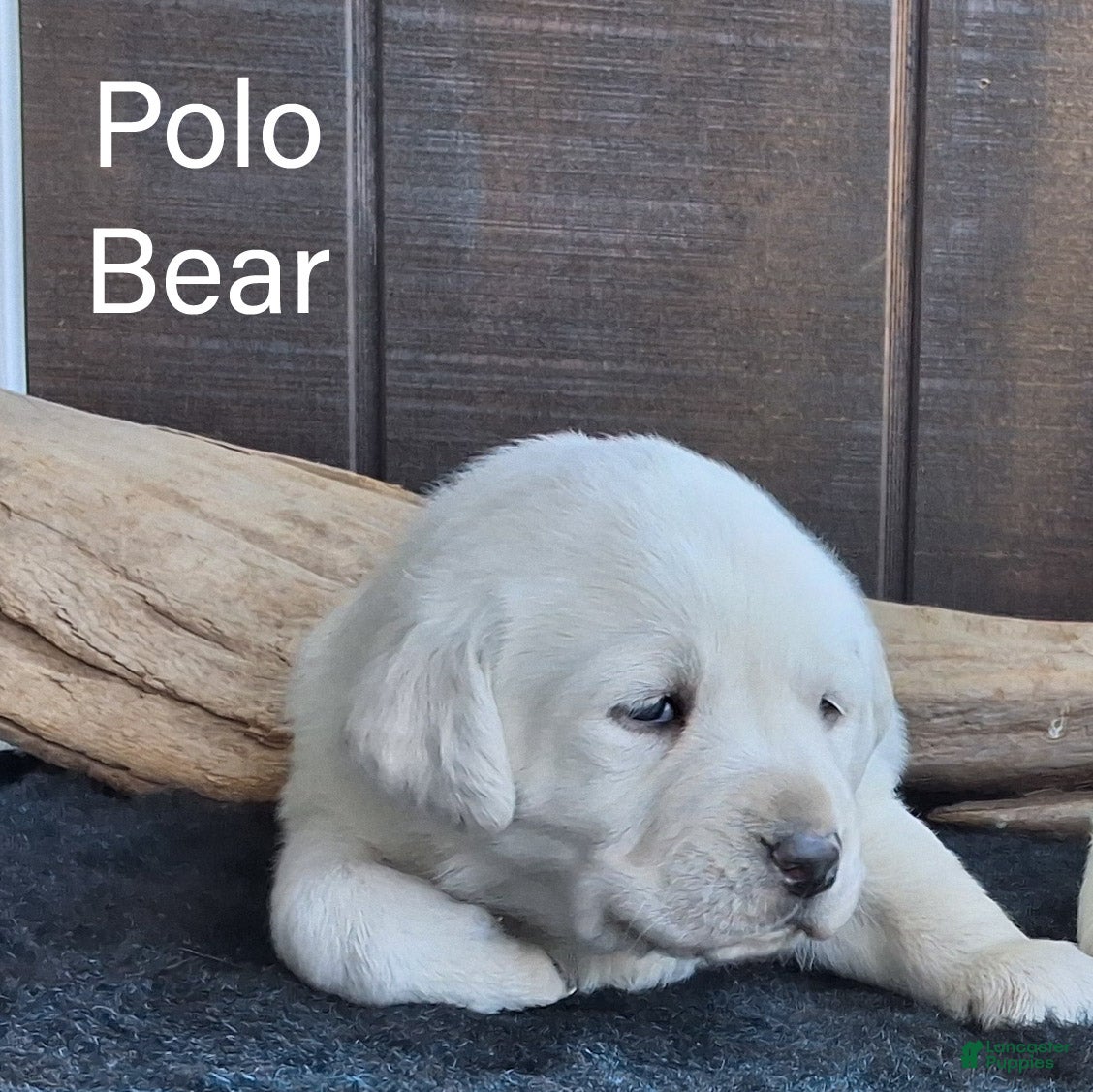 Labrador Retriever dogs Polo Bear  - Ad 1