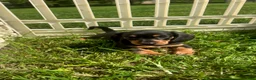 Miniature Dachshund dogs for sale: Todd - Ad 3