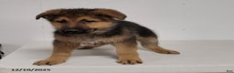 German Shepherd dogs for sale: Alexander - Ad 1