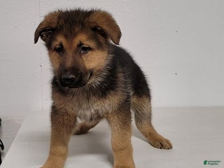 German Shepherd dogs Alexander - Ad 15