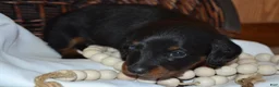 Dachshund dogs for sale: Shadow - Ad 3