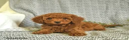 Miniature Poodle dogs for sale: Amber  - Ad 3