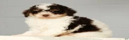 Miniature Poodle dogs for sale: Patches - Ad 4