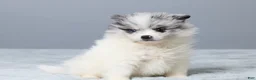 Pomeranian dogs for sale: Theo - Ad 3