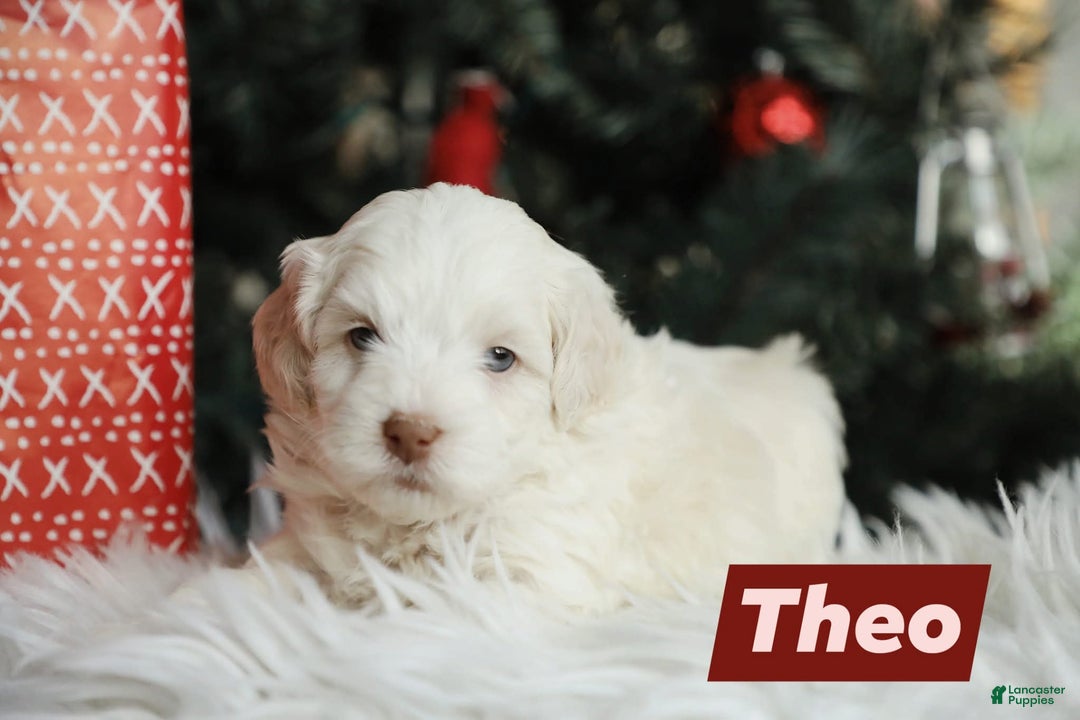 Mini Aussiedoodle dogs for sale: Theo - Ad 1