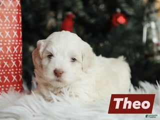 Mini Aussiedoodle dogs Theo - Ad 22