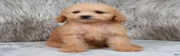 Mini Goldendoodle dogs for sale: Abby ID: 3852 - Ad 6