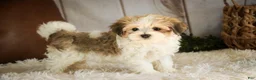 Havanese dogs for sale: Louis - Ad 5