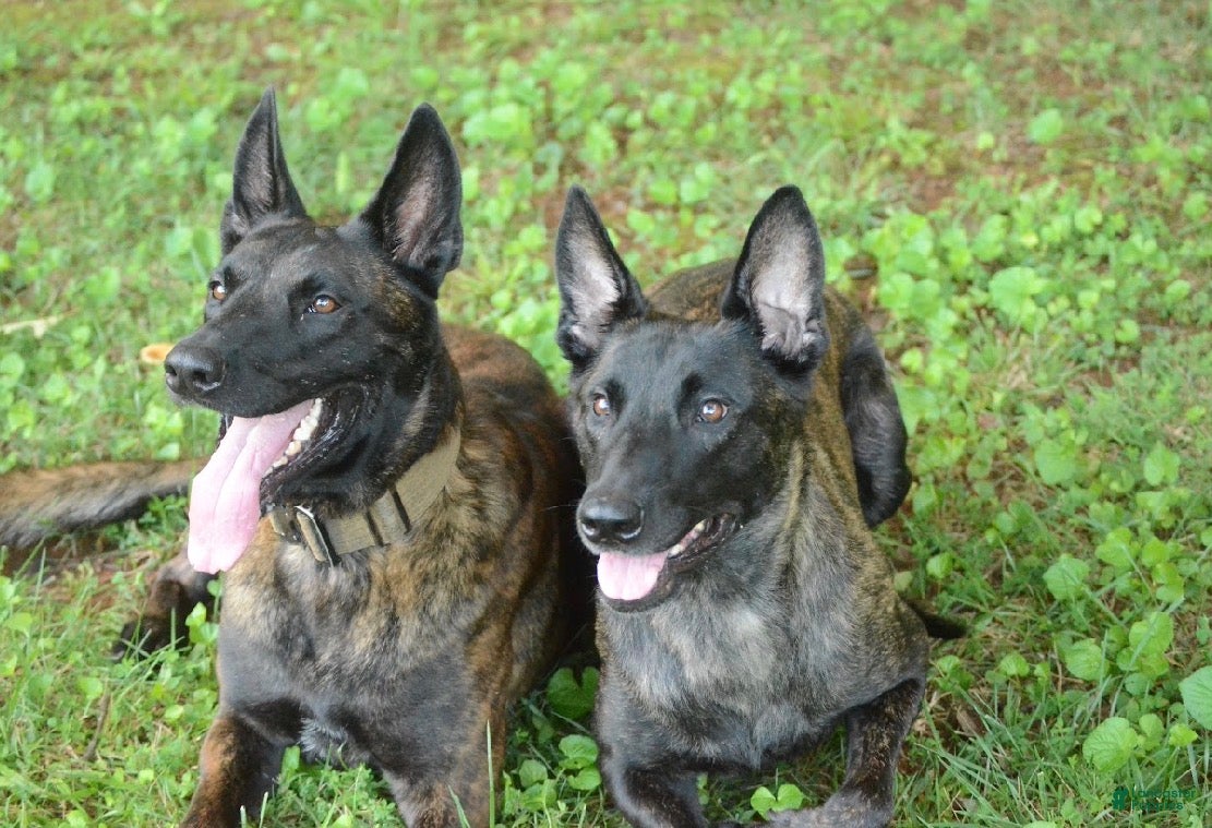 Dutch Shepherd dogs Jinx - Ad 2
