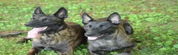 Dutch Shepherd dogs for sale: Jinx - Ad 2
