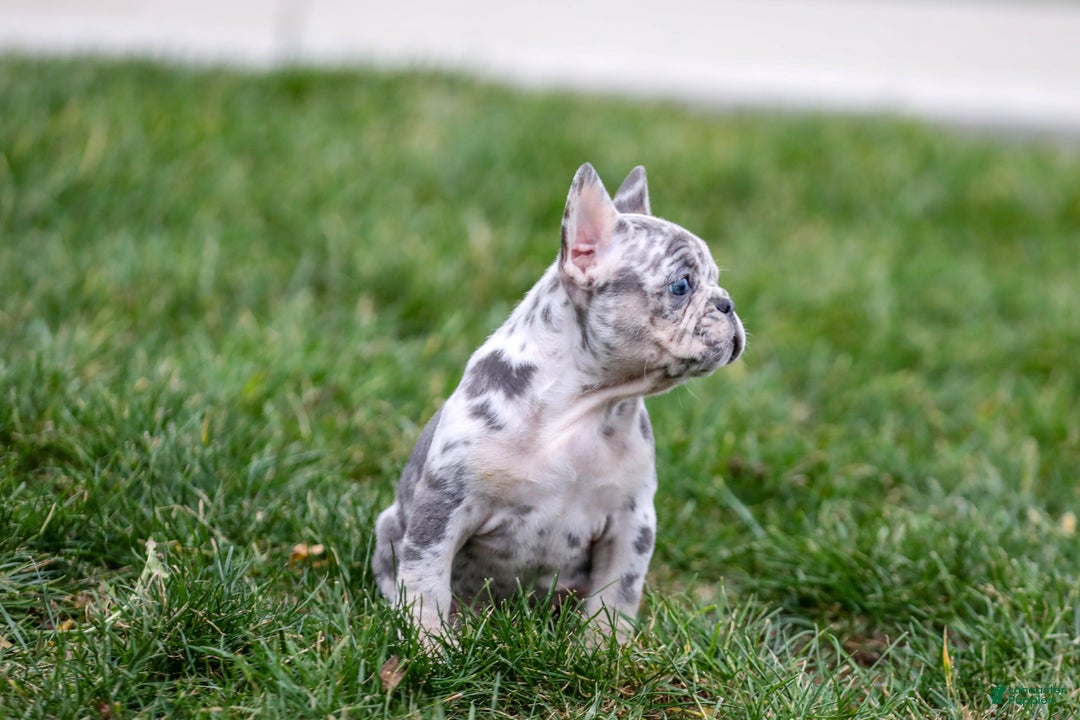 French Bulldog dogs for sale: Fifi - Ad 2