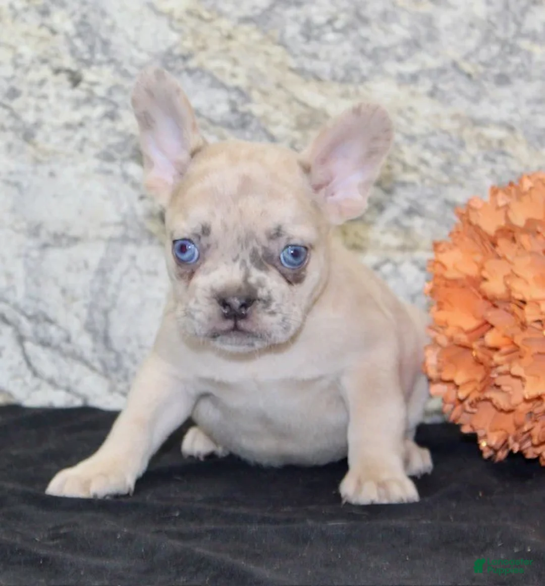 French Bulldog dogs for sale: Roxanne - Ad 3