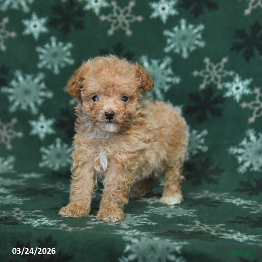 Toy Poodle dogs for sale: Tommy - Ad 3