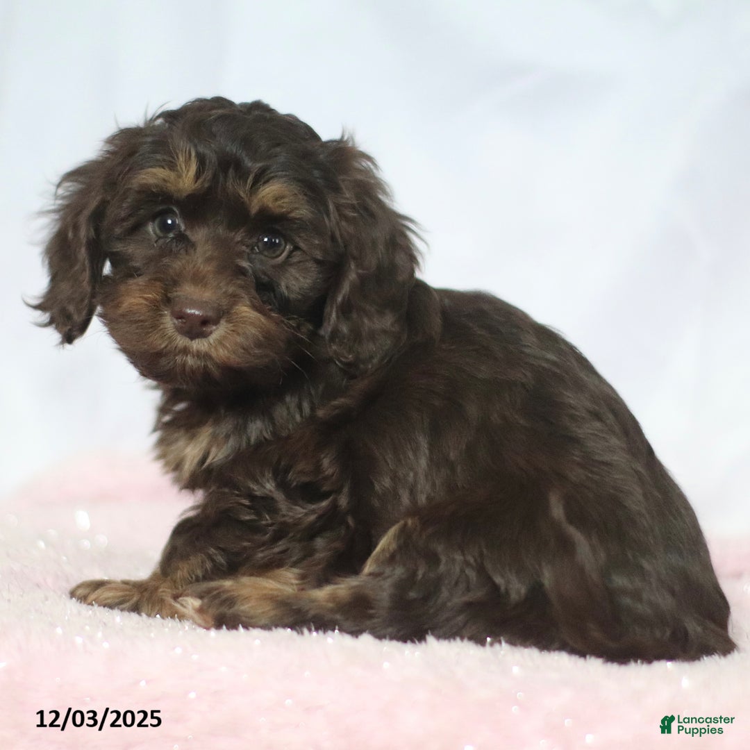 Doxiepoo dogs for sale: Greg - Ad 5