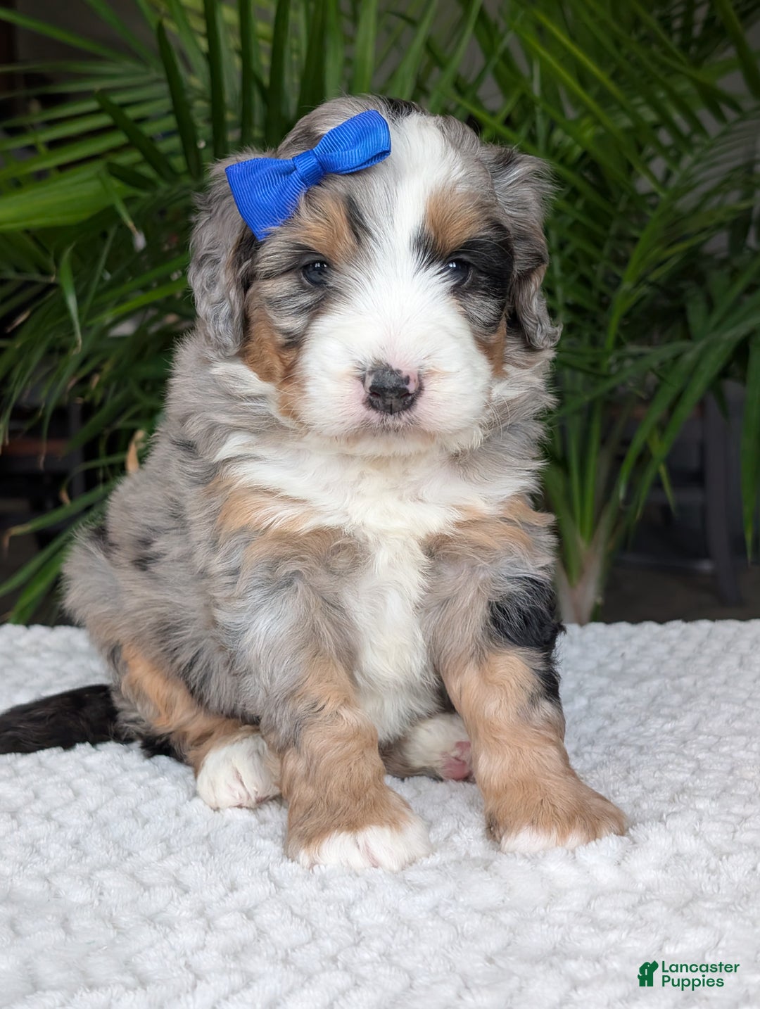 Mini Bernedoodle dogs for sale: Mini Louie  - Ad 14