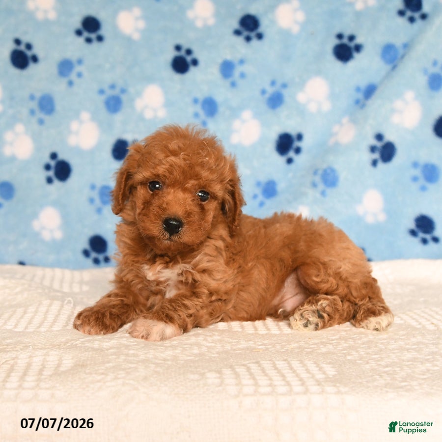 Mixed Breed dogs Buster - Ad 2