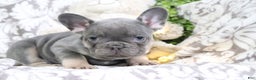 French Bulldog dogs for sale: Travis - Ad 4
