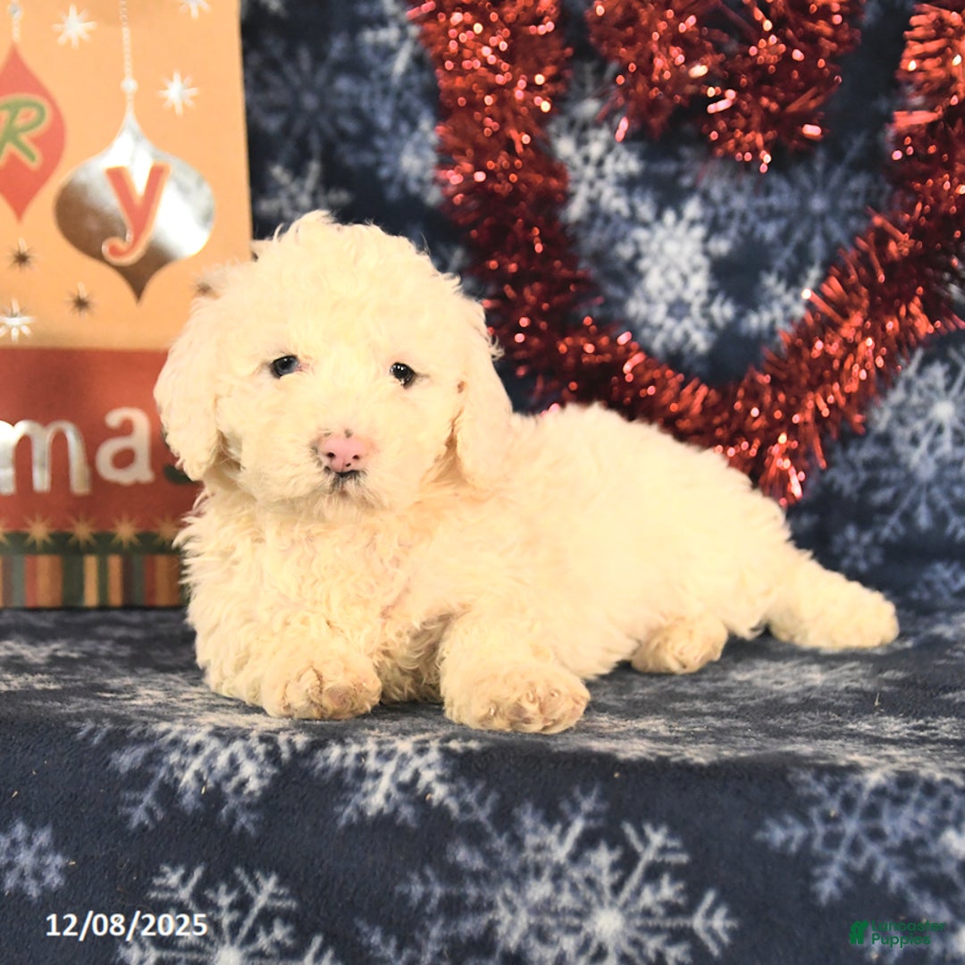 Miniature Poodle dogs for sale: Candy - Ad 4