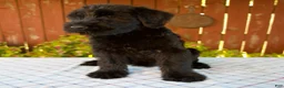 Giant Schnauzer dogs for sale: Olivia - Ad 3