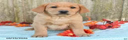 Labrador Retriever dogs for sale: Trudy - Ad 2