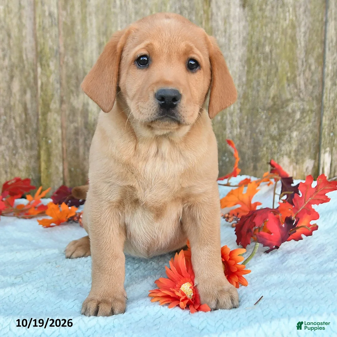 Labrador Retriever dogs for sale: Trudy - Ad 2