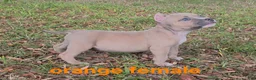 American Bully dogs for sale: American Bully Puppy 2 - Ad 3
