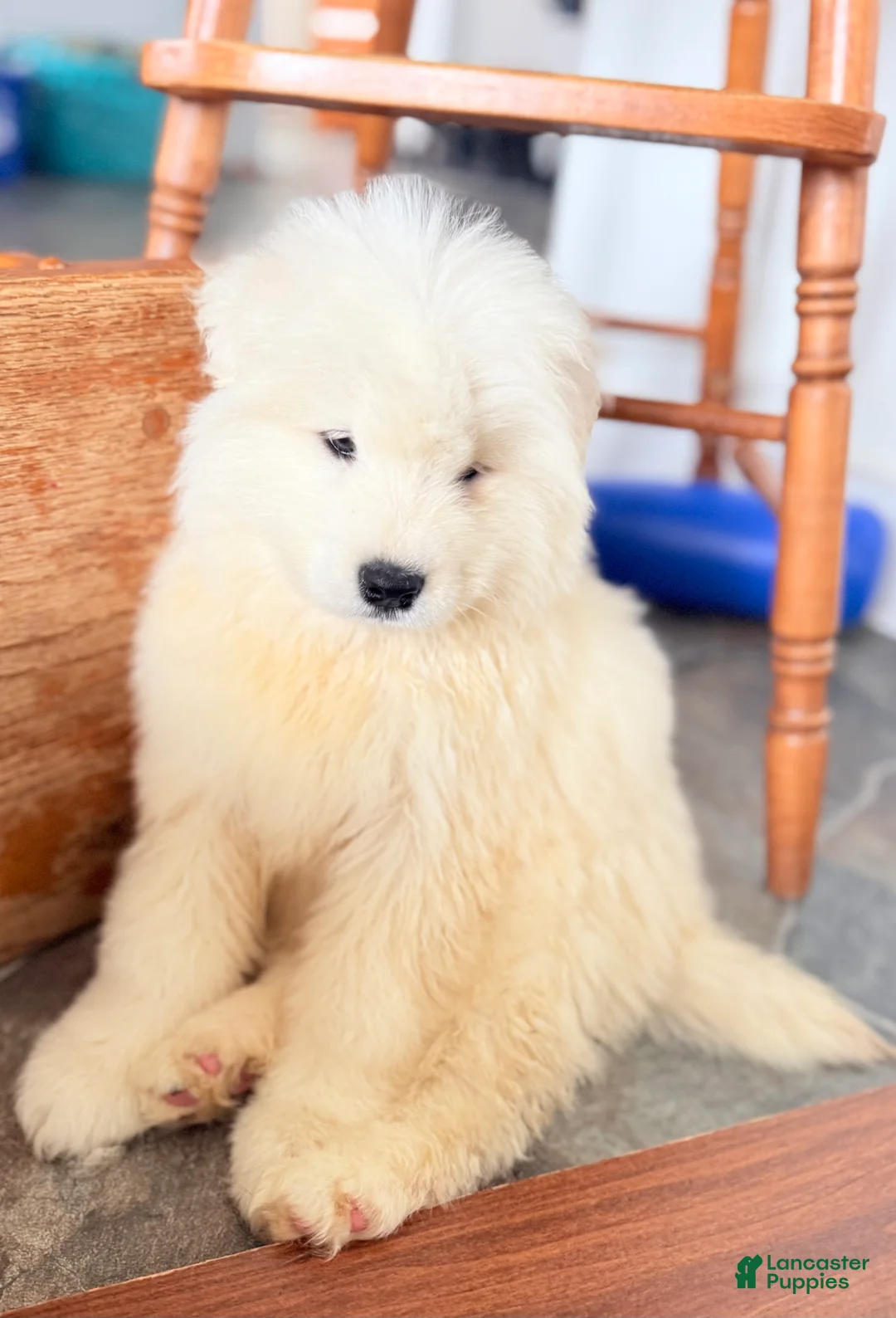 Samoyed dogs for sale: Dax - Ad 2