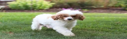 Miniature Poodle dogs for sale: Tate - Ad 6