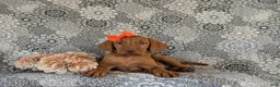 Vizsla dogs for sale: Alona - Ad 5