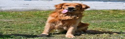 Golden Retriever dogs for sale: Royal King - Ad 7