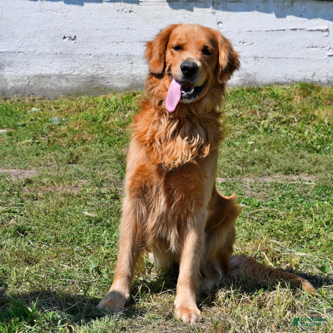 Golden Retriever dogs for sale: Royal King - Ad 7