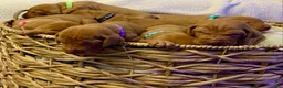 Vizsla dogs for sale: Vizsla Puppy 1 - Ad 11