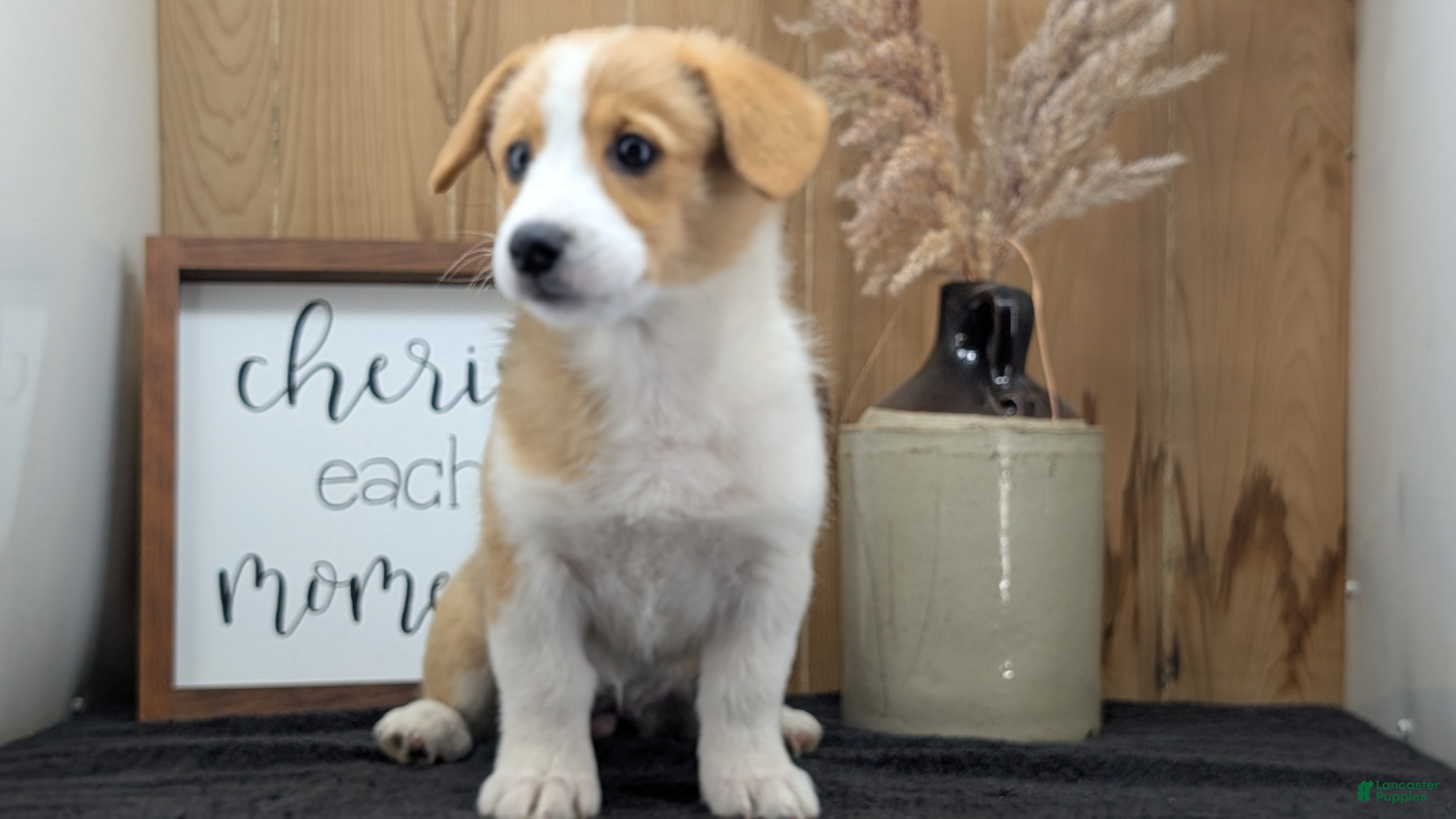 Welsh Corgi Pembroke dogs Nadia - Ad 2