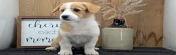 Welsh Corgi Pembroke dogs for sale: Nadia - Ad 2