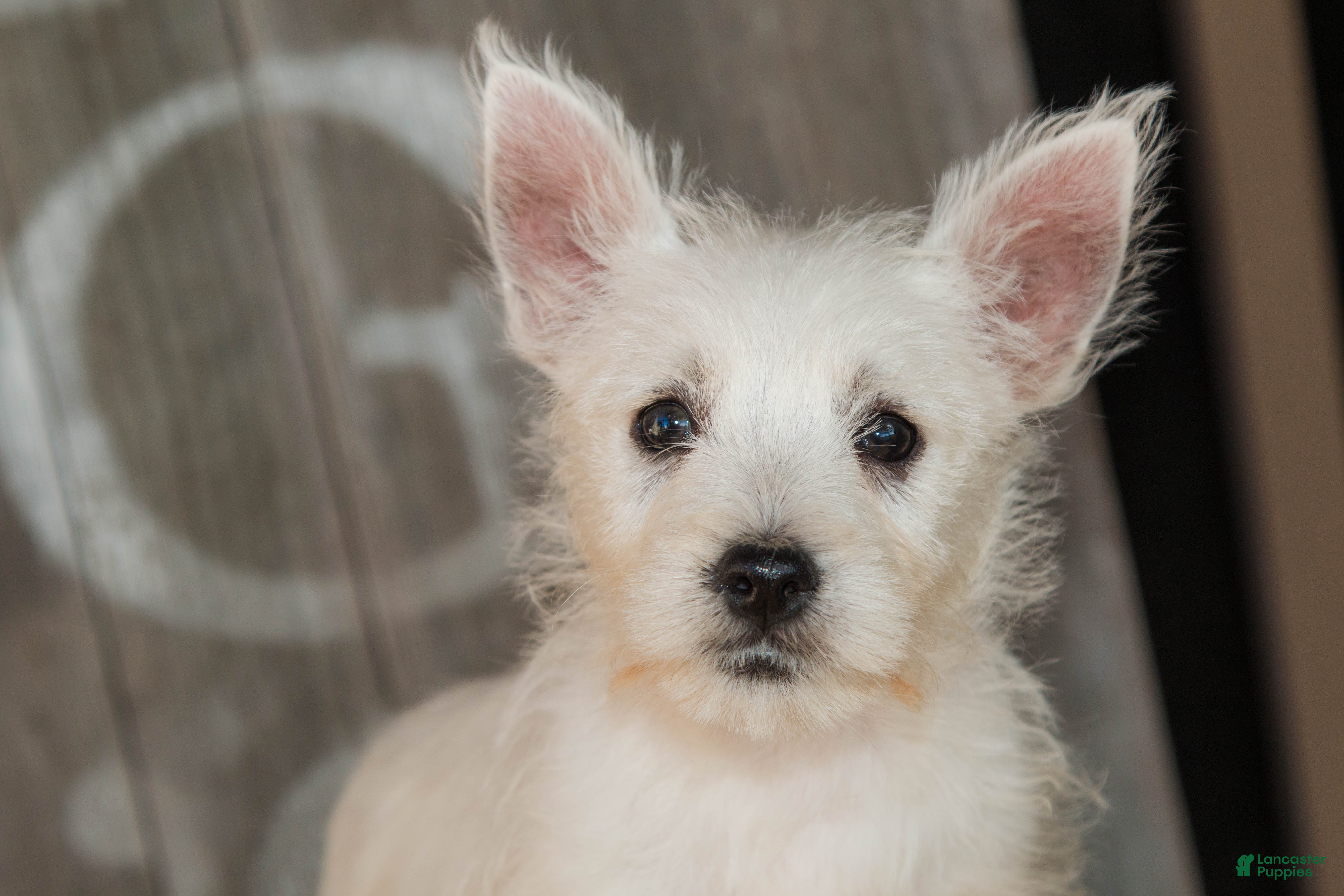 West Highland Terrier dogs for sale: Butternut - Ad 2