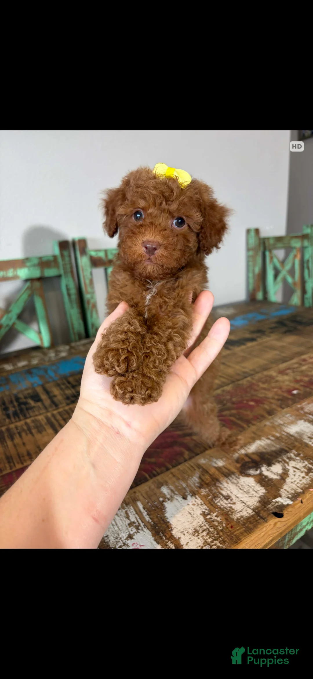 Toy Poodle dogs for sale: Akc Bred The Color Red - Ad 16