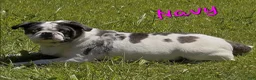 Pug dogs for sale: Koi Girl - Ad 2