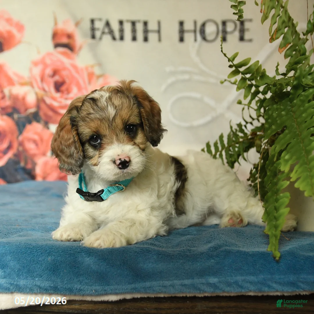 Cavapoo dogs for sale: Max - Ad 5