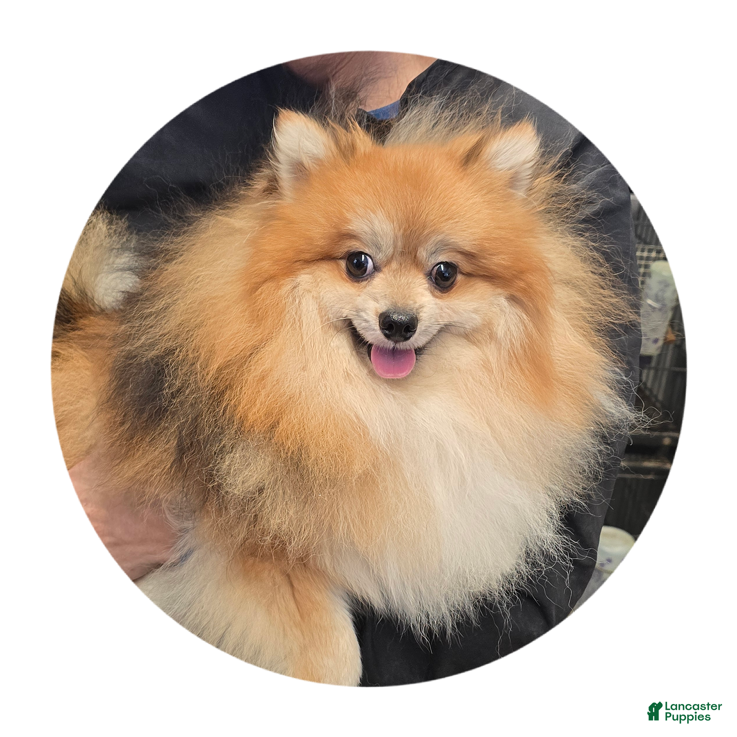Pomeranian dogs Max - Ad 2