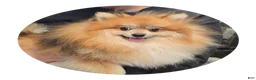 Pomeranian dogs for sale: Max - Ad 1
